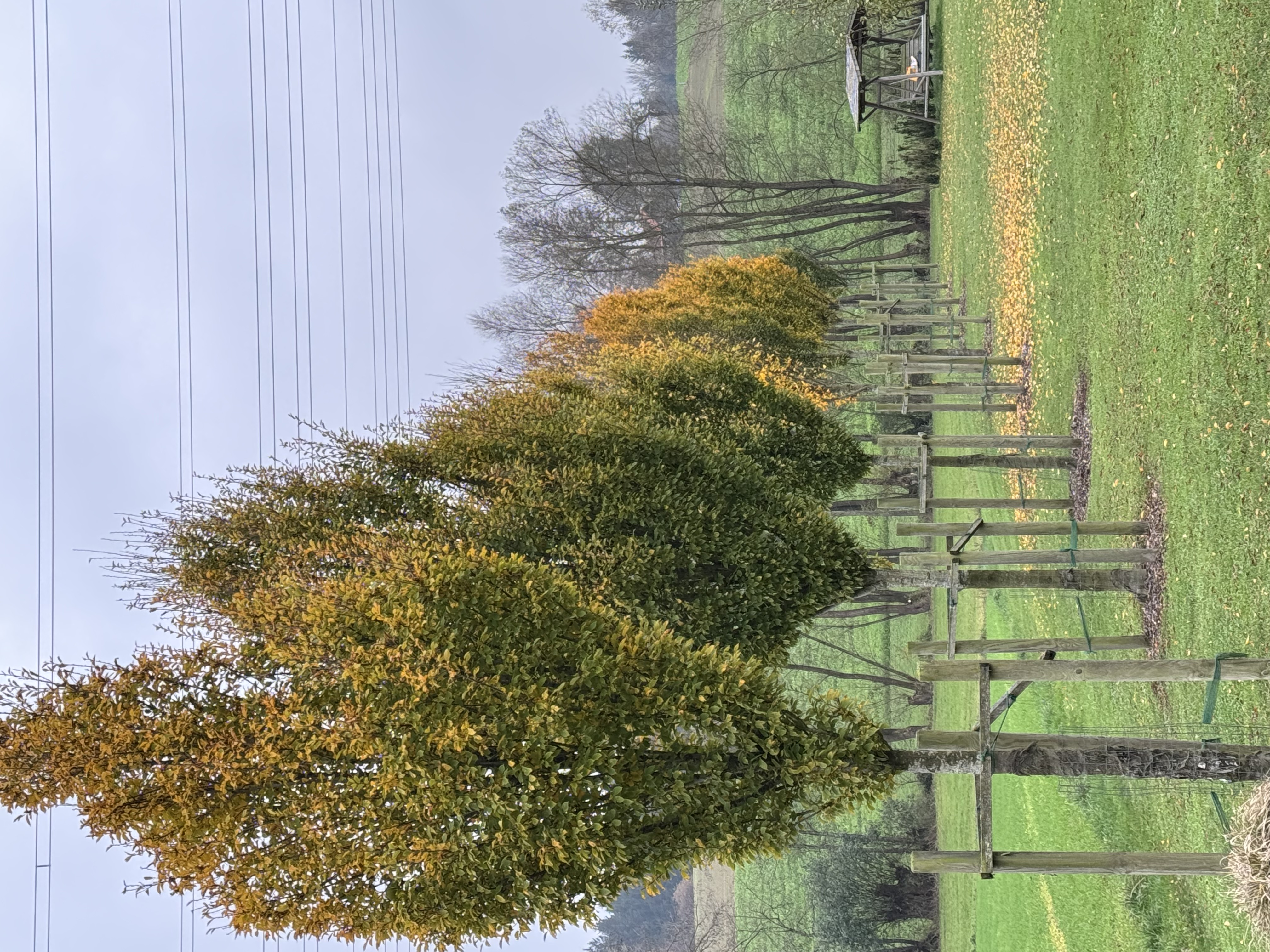 Gartenpflege