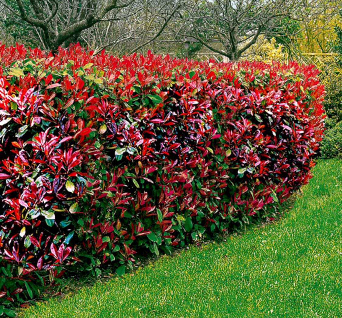 Garten Fürst Blumen